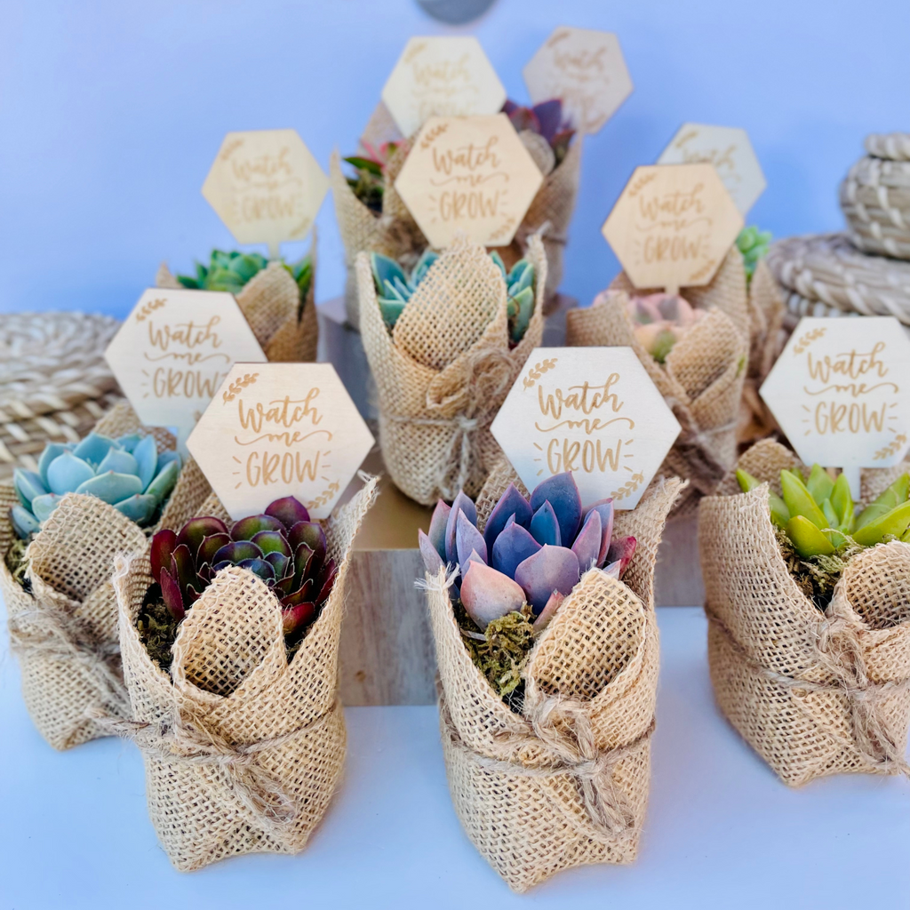 Succulent Favors in Burlap- Baby Shower Favors, Wedding and Party Favors