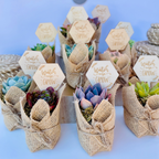Succulent Favors in Burlap- Baby Shower Favors, Wedding and Party Favors