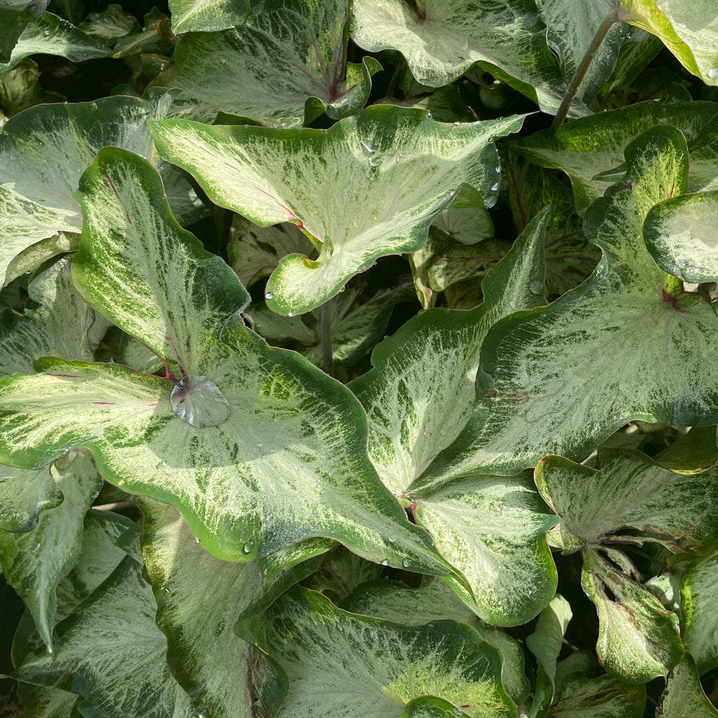 Caladium - White Wing