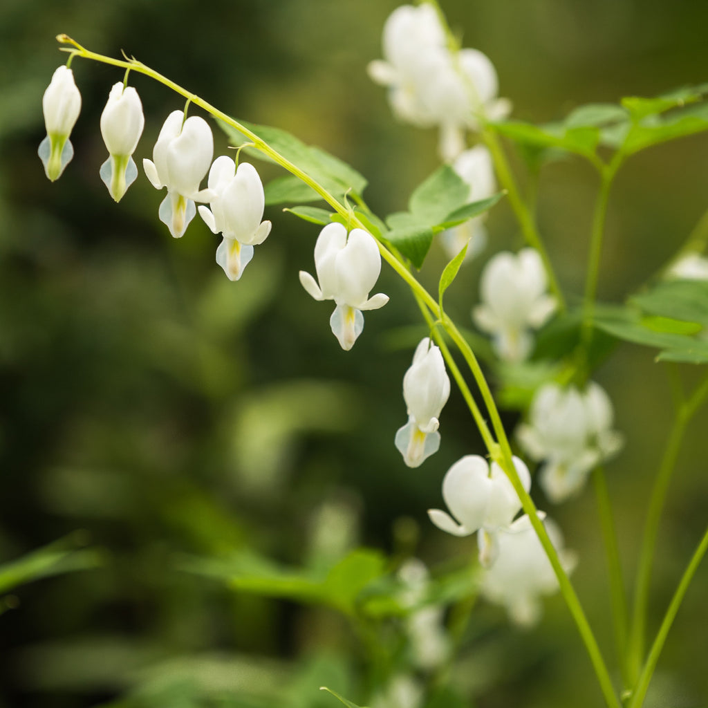 Dicentra - Bleeding Hearts White