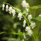 Dicentra - Bleeding Hearts White