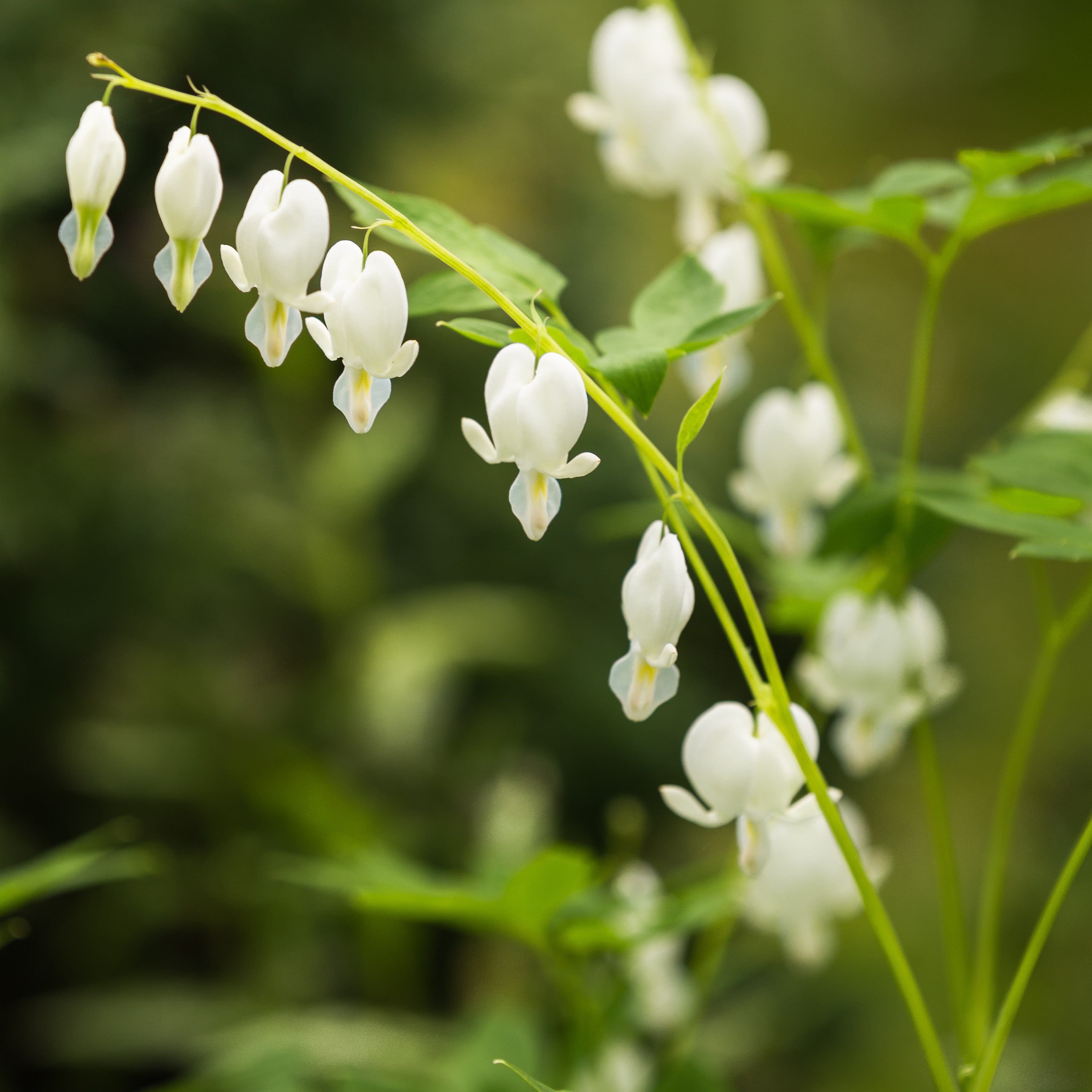 Dicentra - Bleeding Hearts White