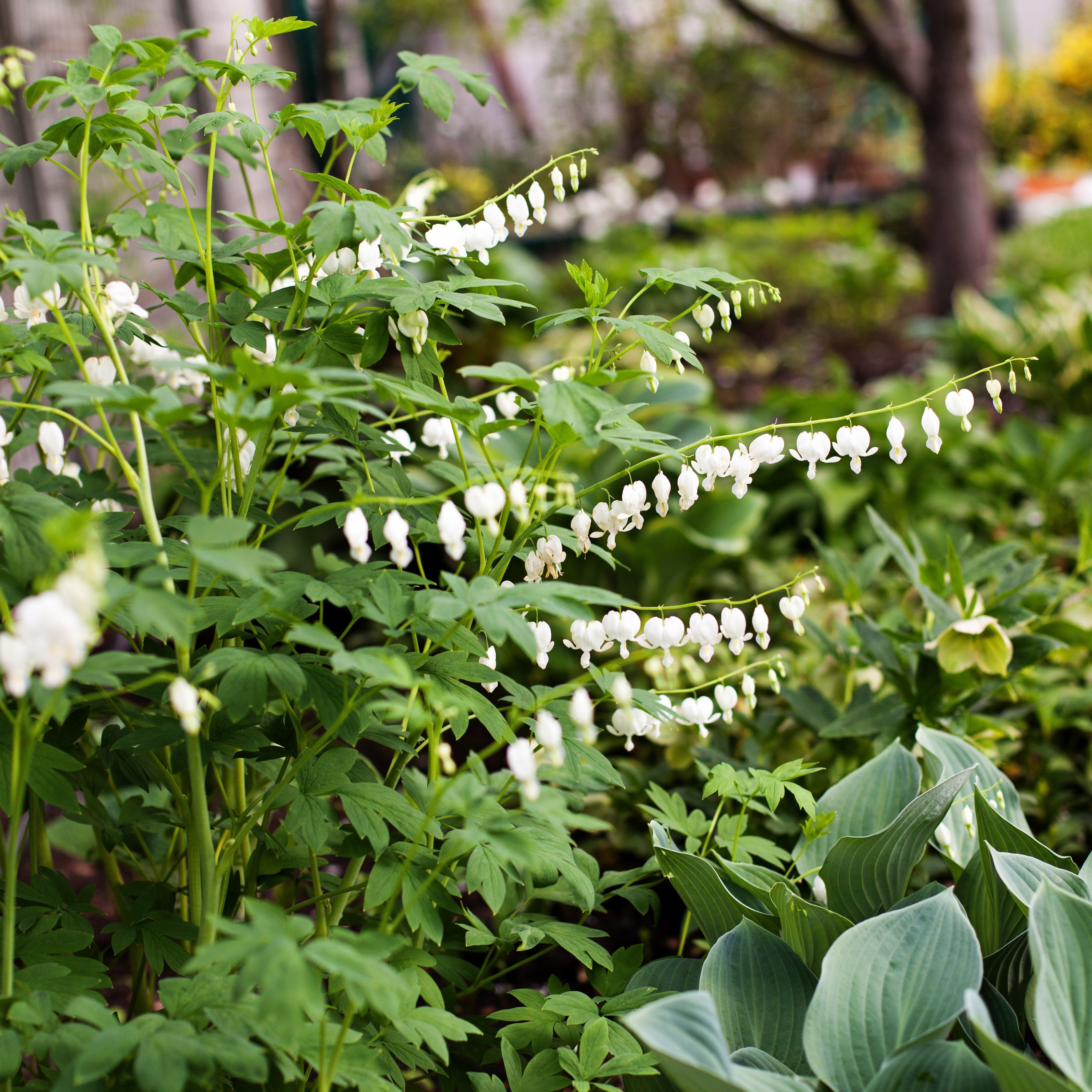 Dicentra - Bleeding Hearts White