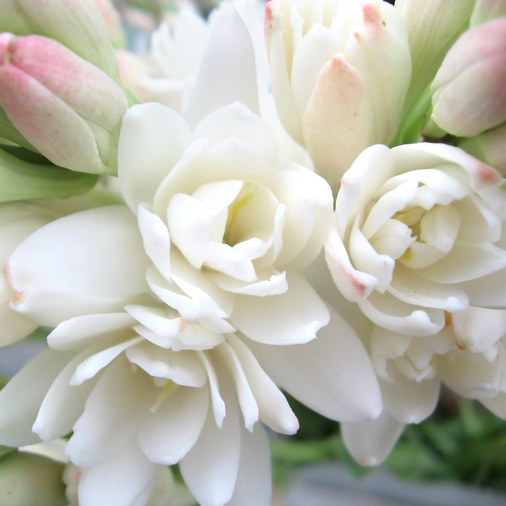 Tuberose - White Double Form