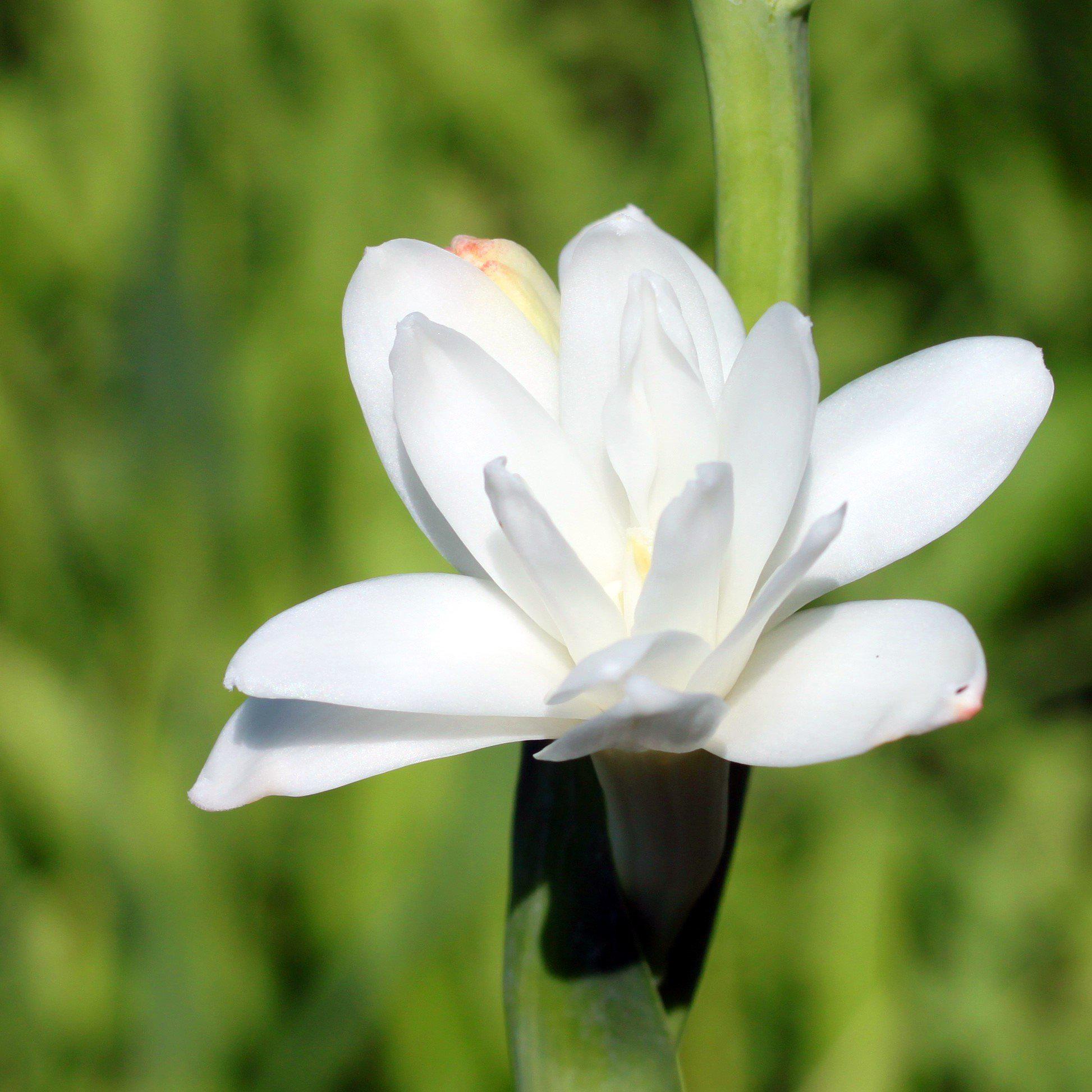 Tuberose - White Double Form