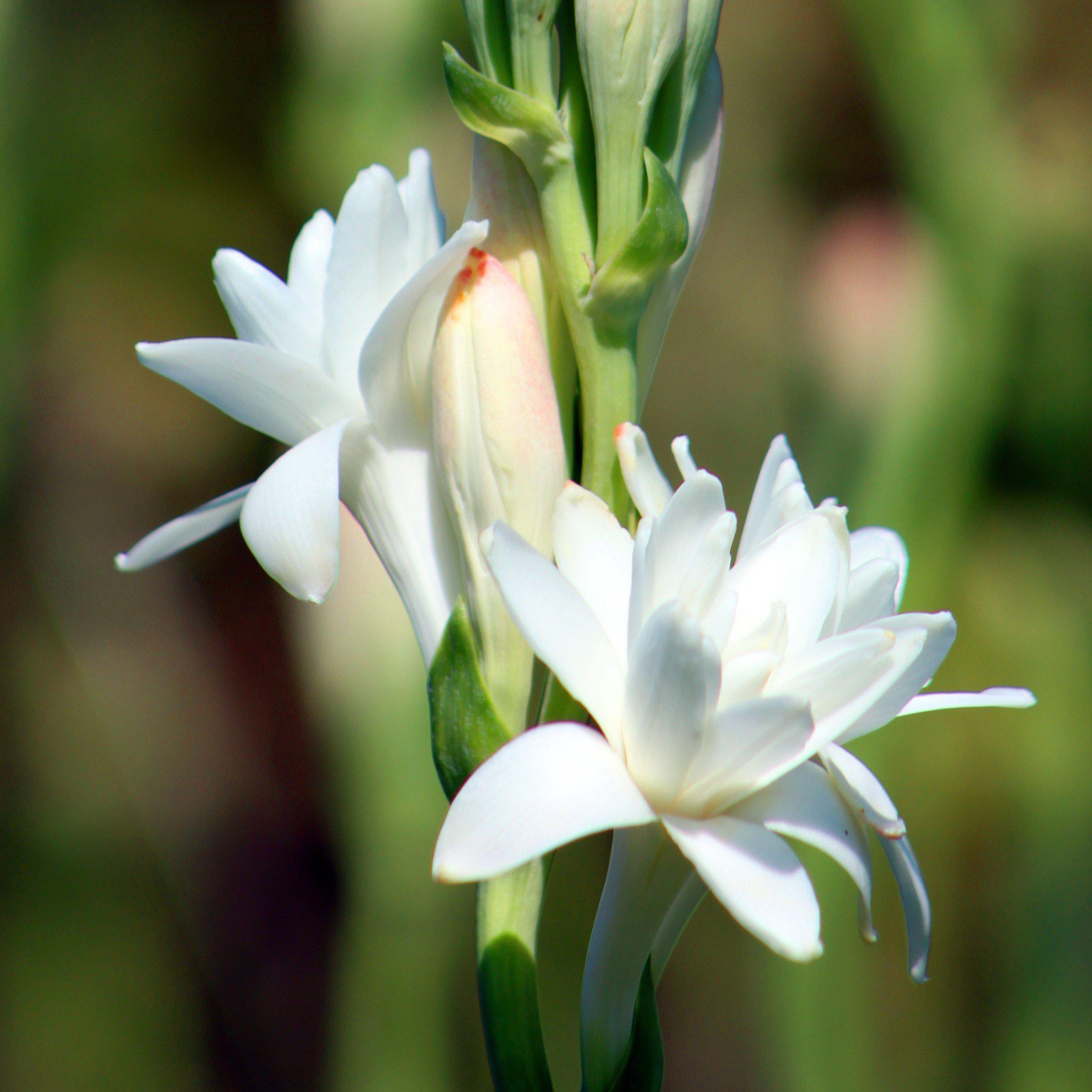 Tuberose - White Double Form