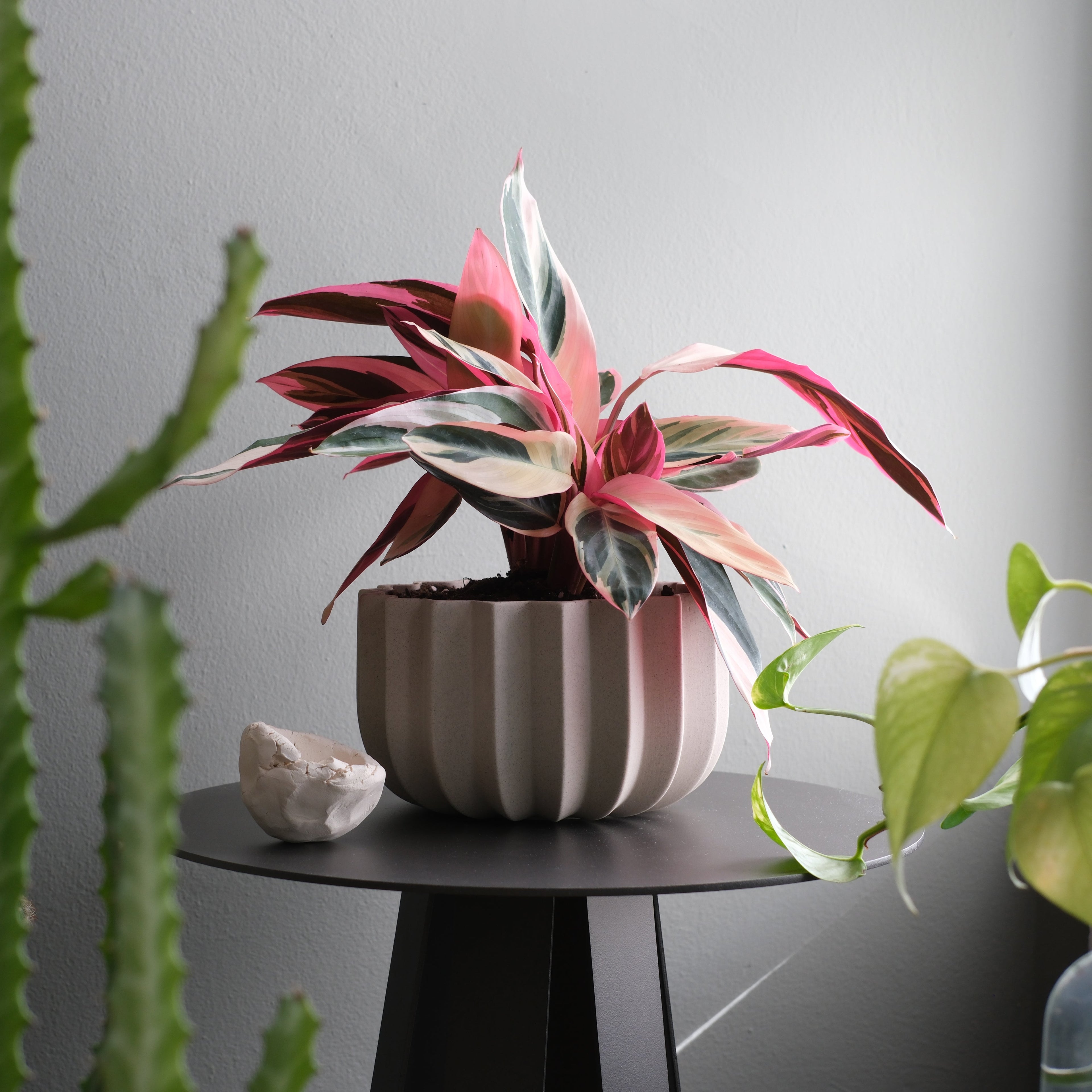 ridged ceramic planter on a windowsill