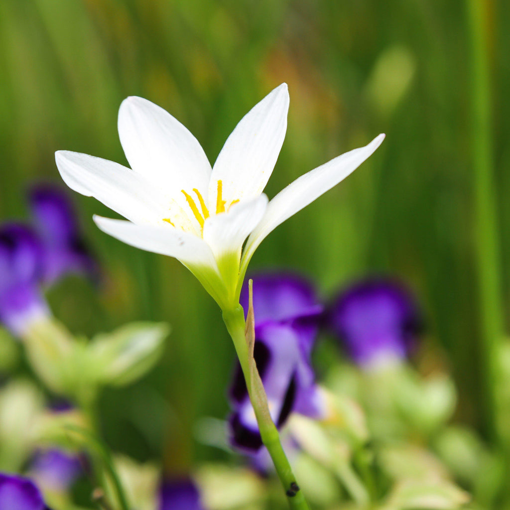 Rain Lily - Candida White