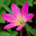 Rain Lily - Rosea Rose
