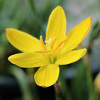 Rain Lily - Sulphurea Yellow