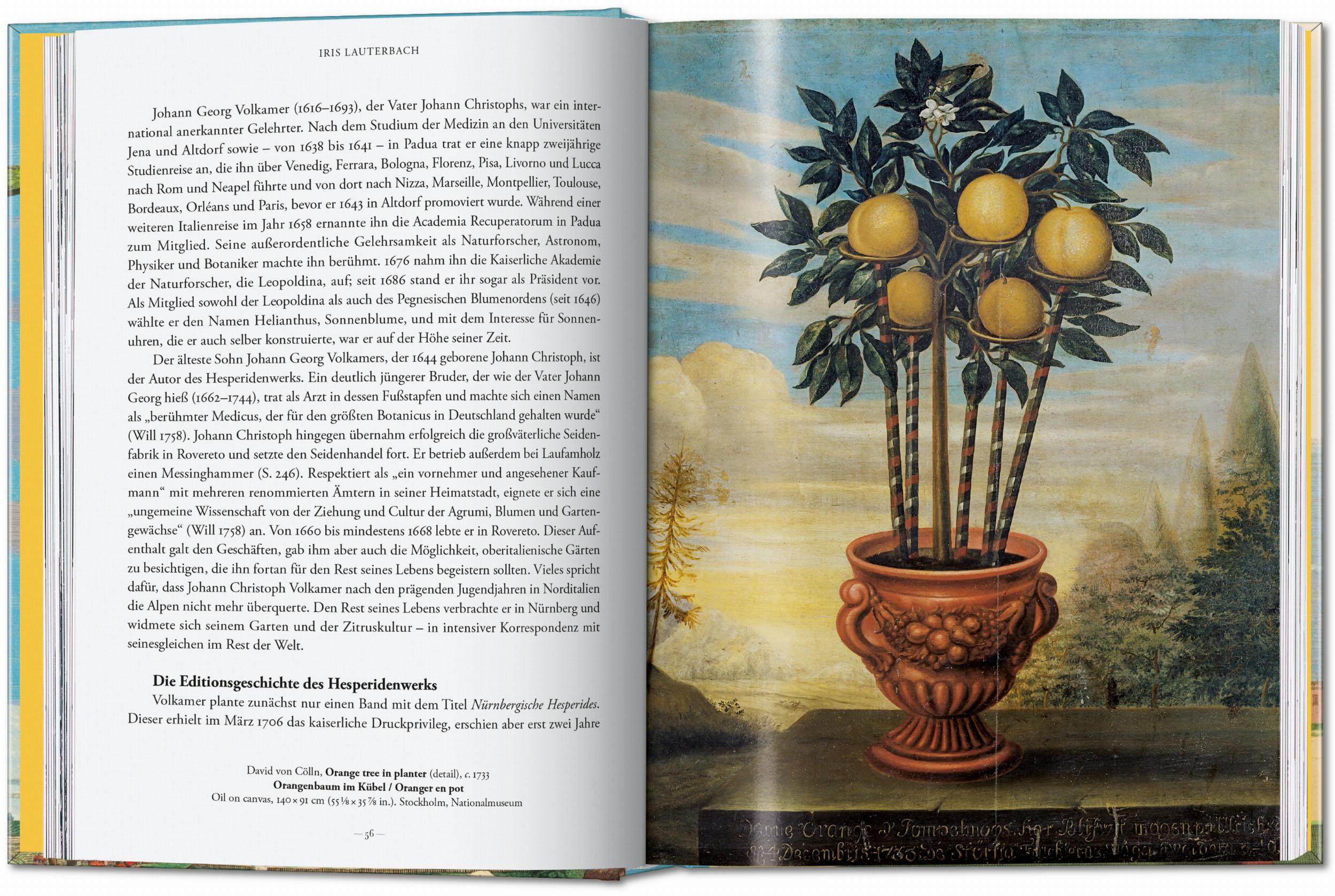 J. C. Volkamer. The Book of Citrus Fruits. 45th Ed. (German, French, English)
