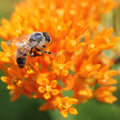 Asclepias - Orange Butterfly Weed