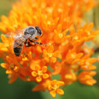 Asclepias - Orange Butterfly Weed