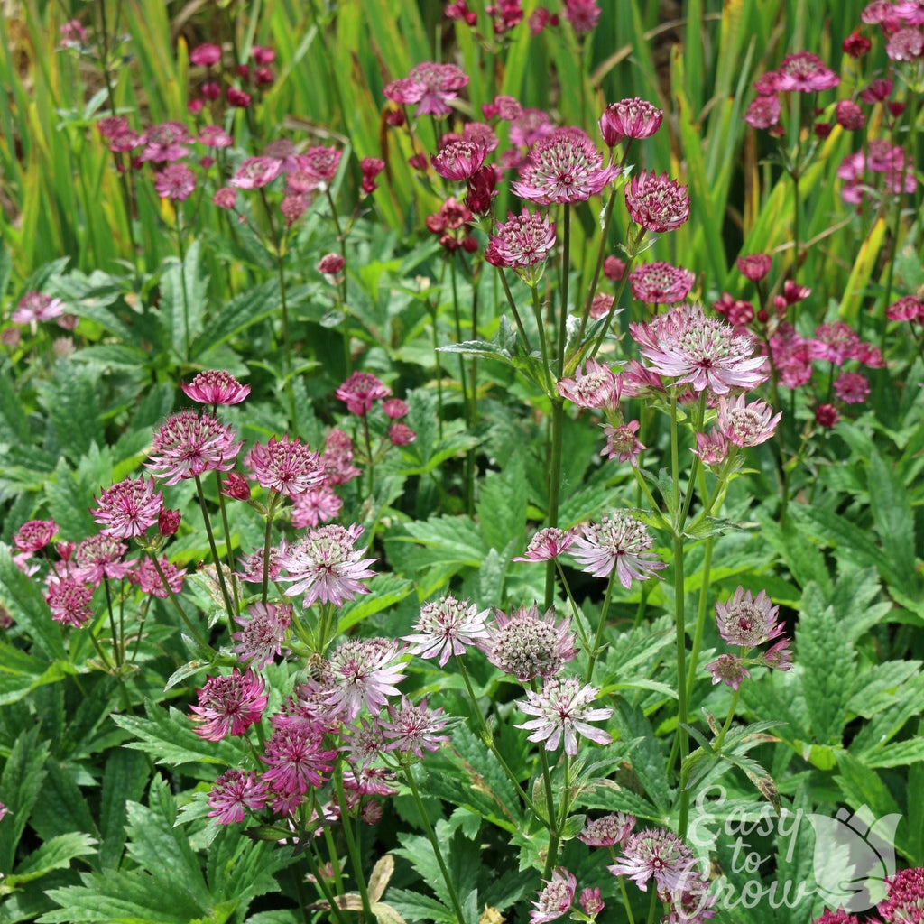 Astrantia - Sparkling Stars Mix