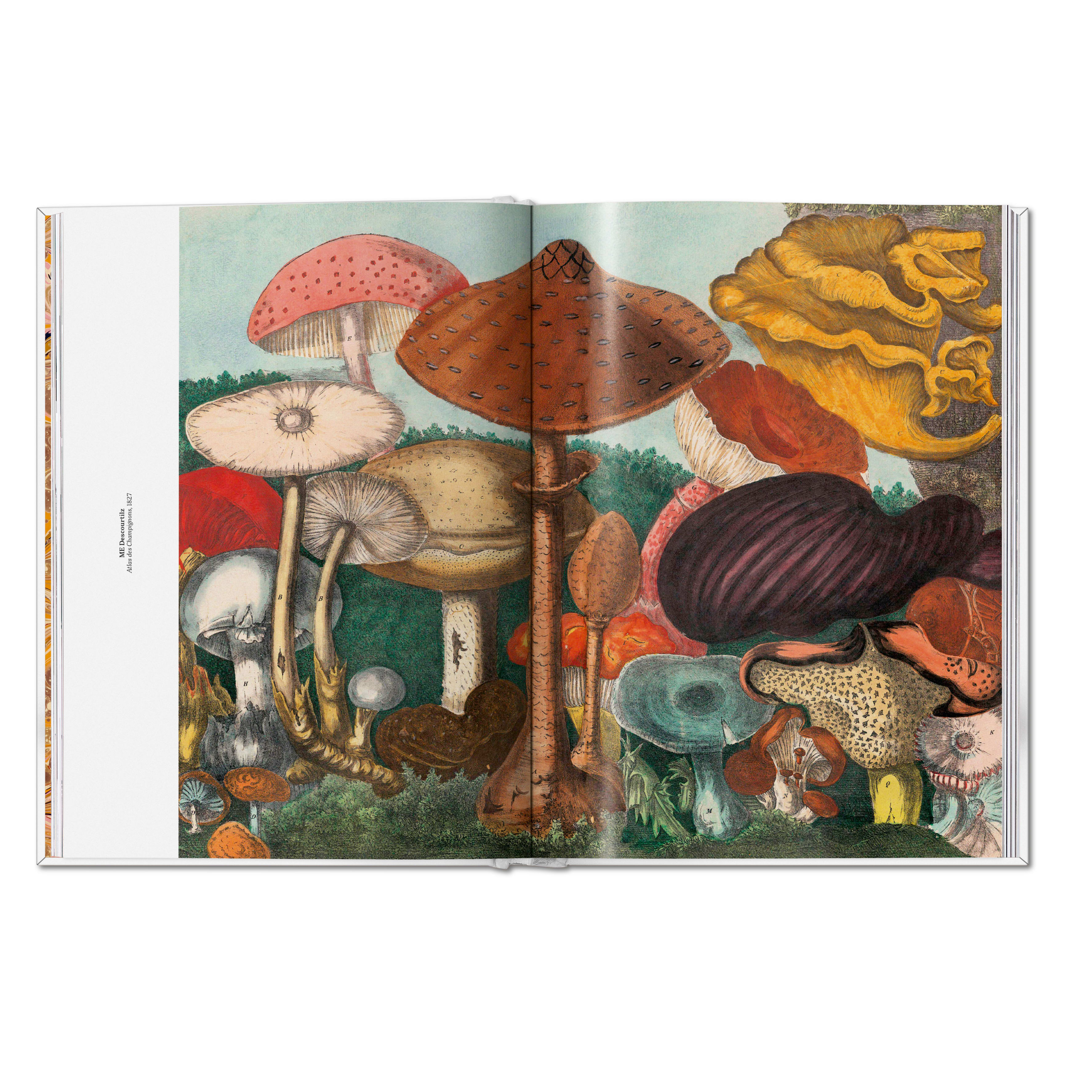 The Gourmand's Mushroom. A Collection of Stories and Recipes (English)