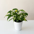 BeautiFall® Golden Ray™