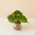 Beautifall® Jade