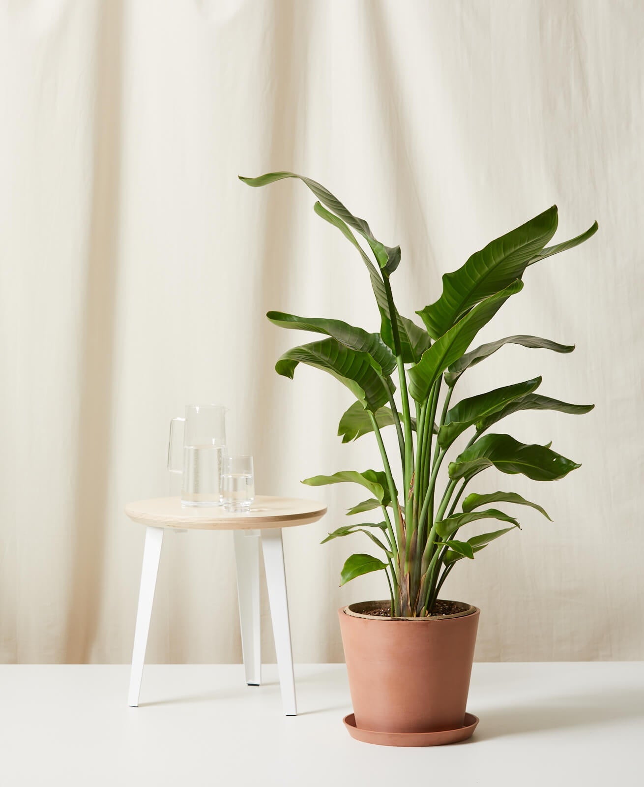 Bird of Paradise XL