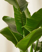 Bird of Paradise XXL