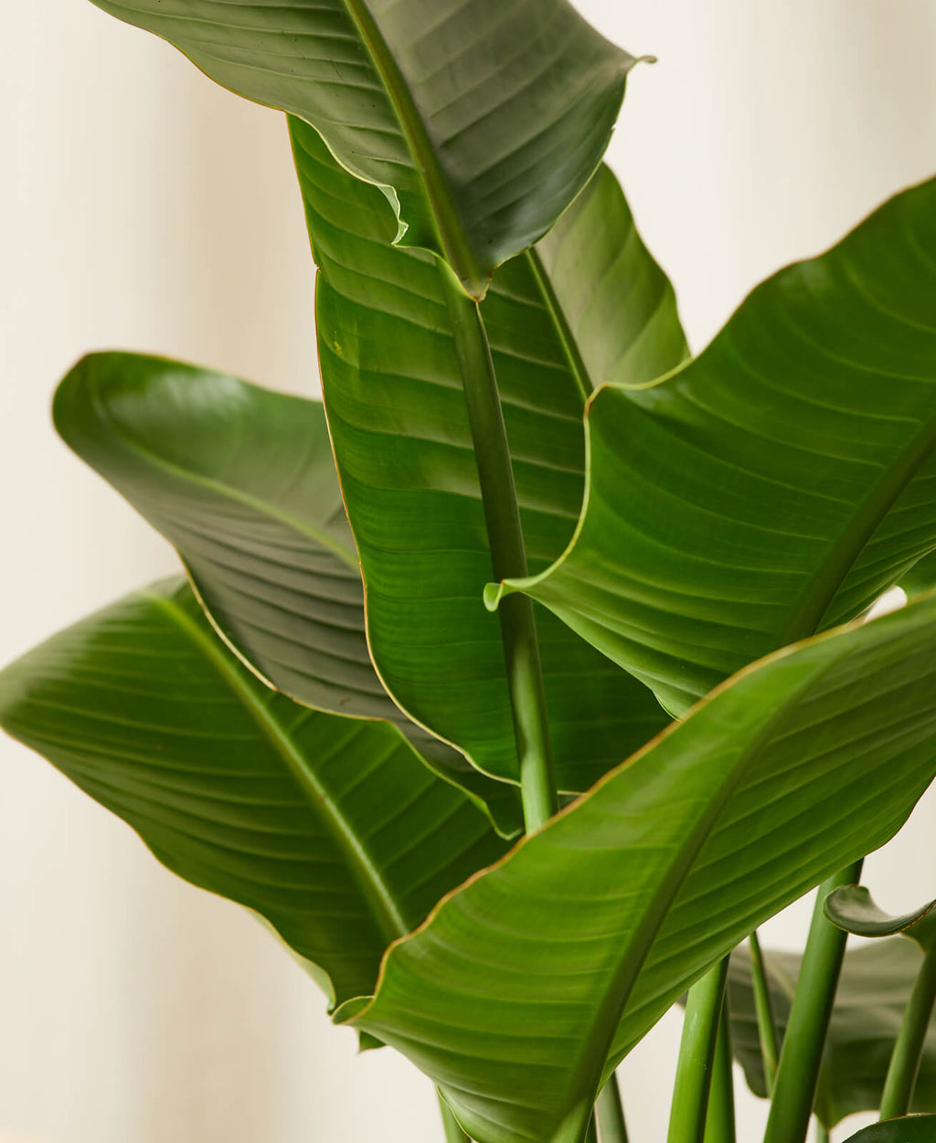 Bird of Paradise XL