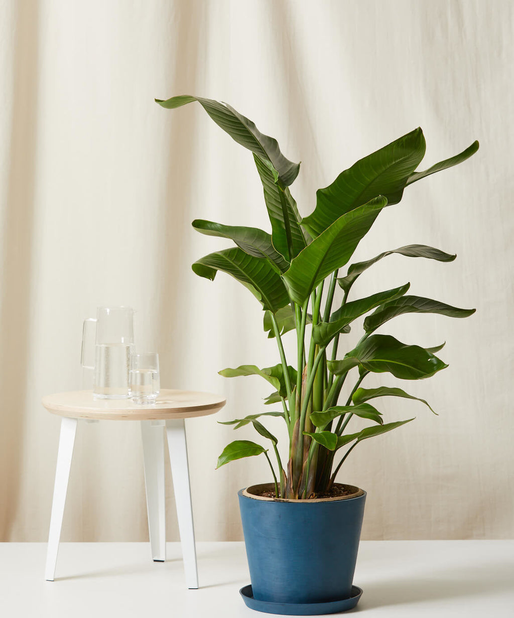 Bird of Paradise XL
