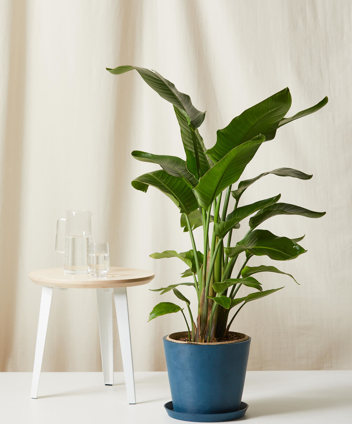 Bird of Paradise XXL