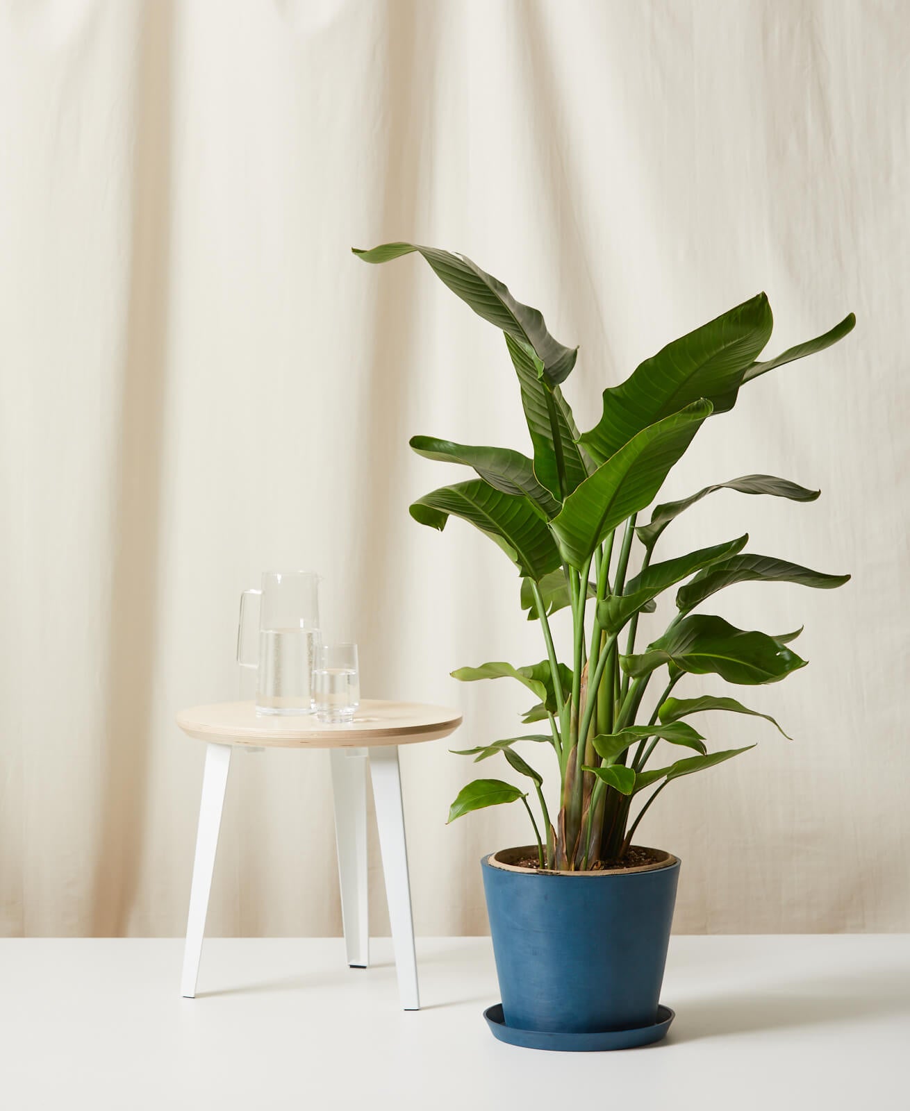 Bird of Paradise XXL