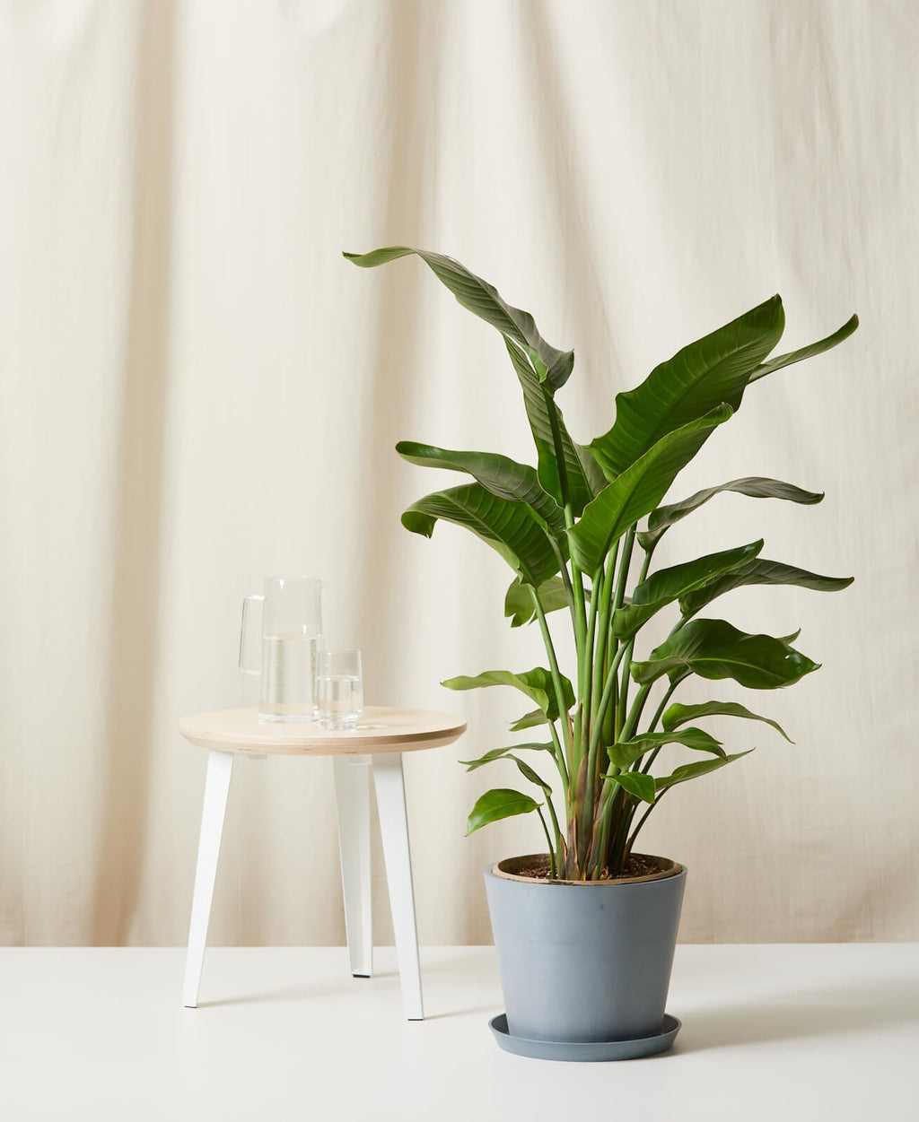 Bird of Paradise XL