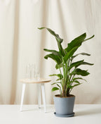 Bird of Paradise XXL