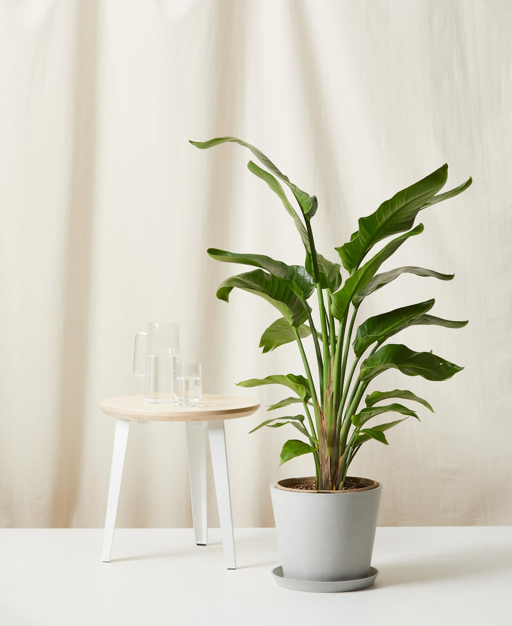Bird of Paradise XL