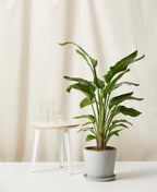 Bird of Paradise XL