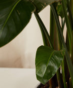 Bird of Paradise XXL
