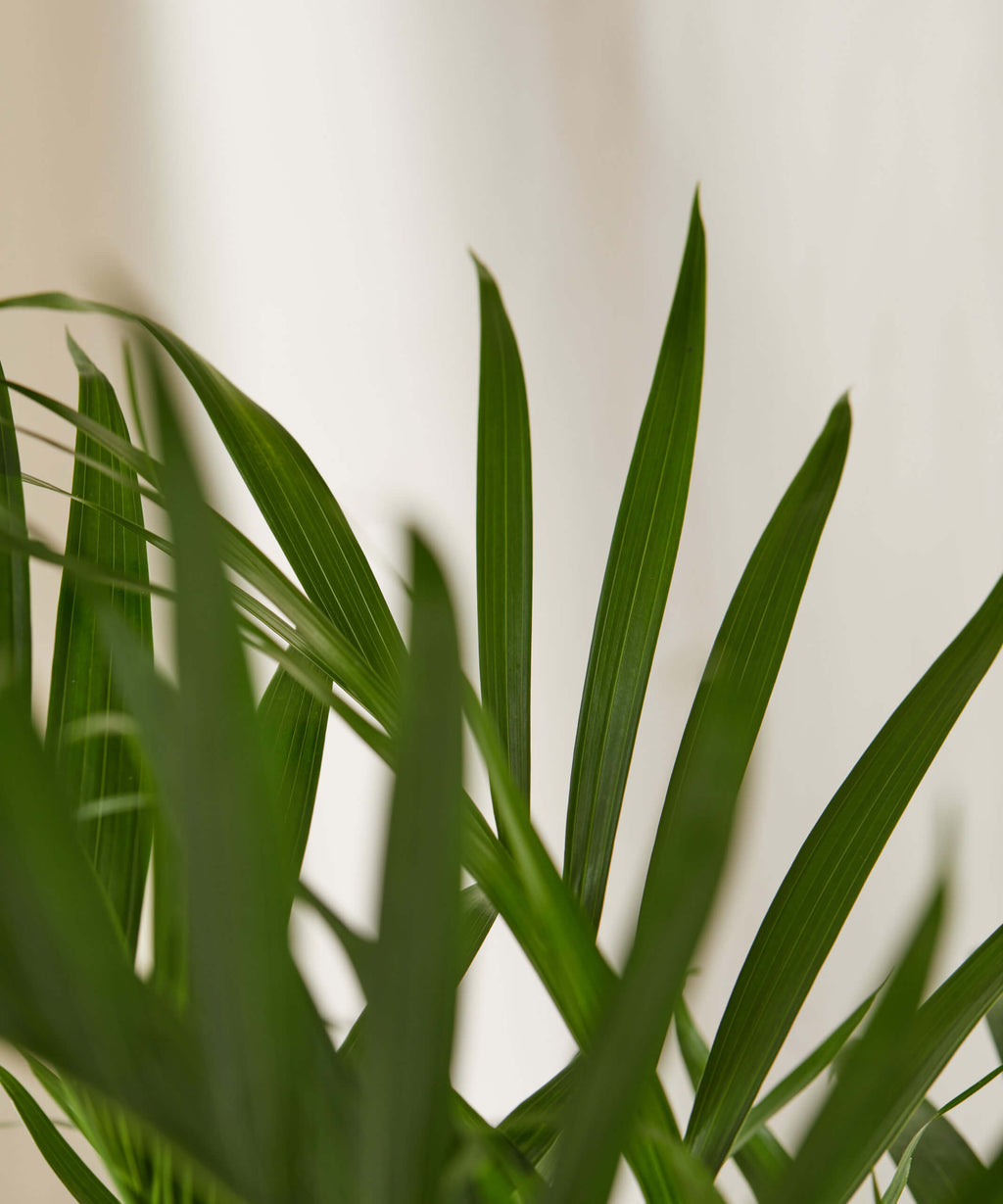 Cat Palm