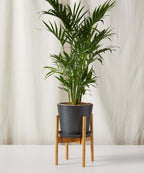 Cat Palm