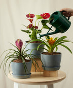Colorful Collection