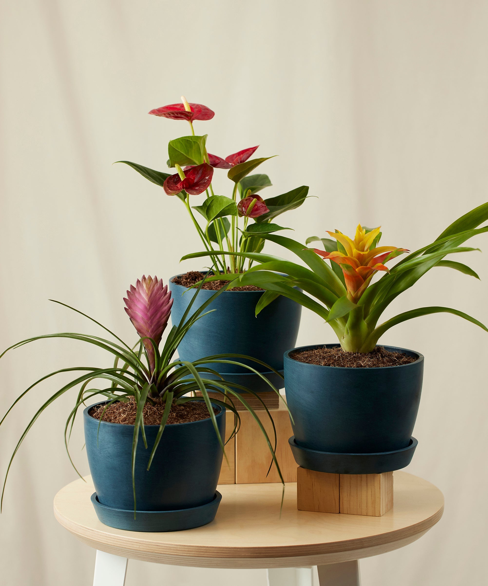 Colorful Collection