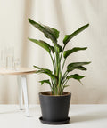 Bird of Paradise XXL