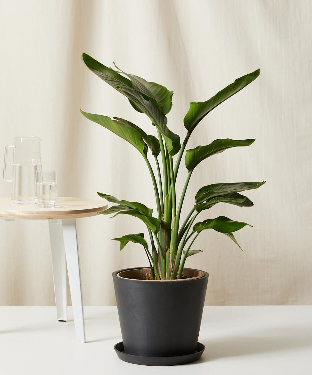 Bird of Paradise XXL