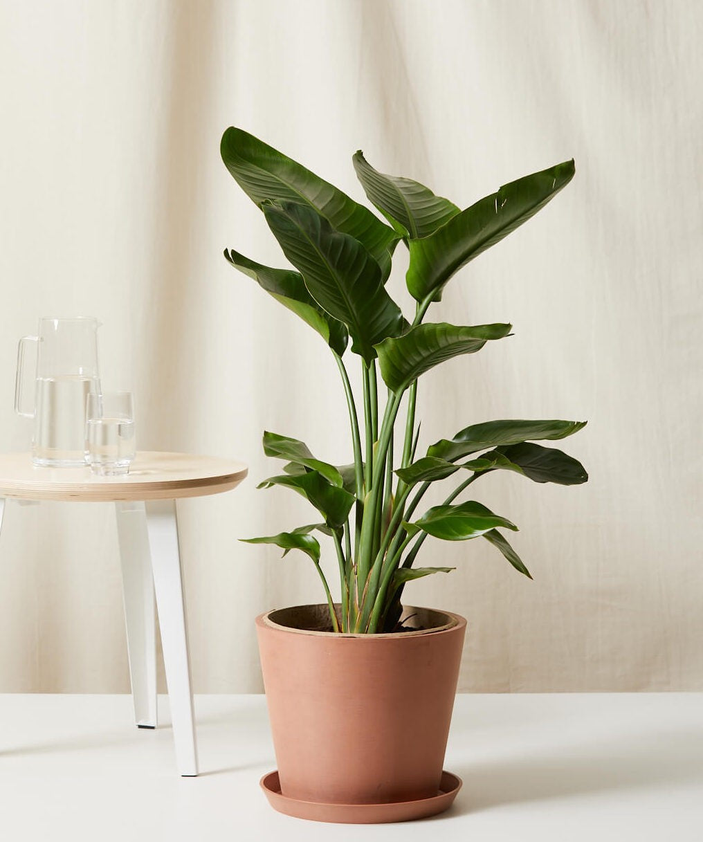 Bird of Paradise XL