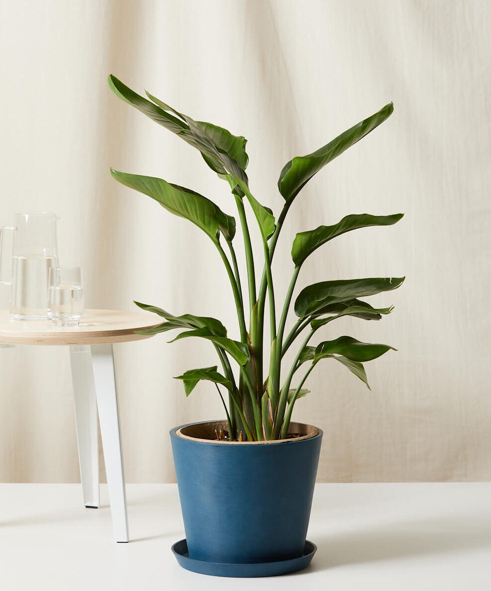 Bird of Paradise XL