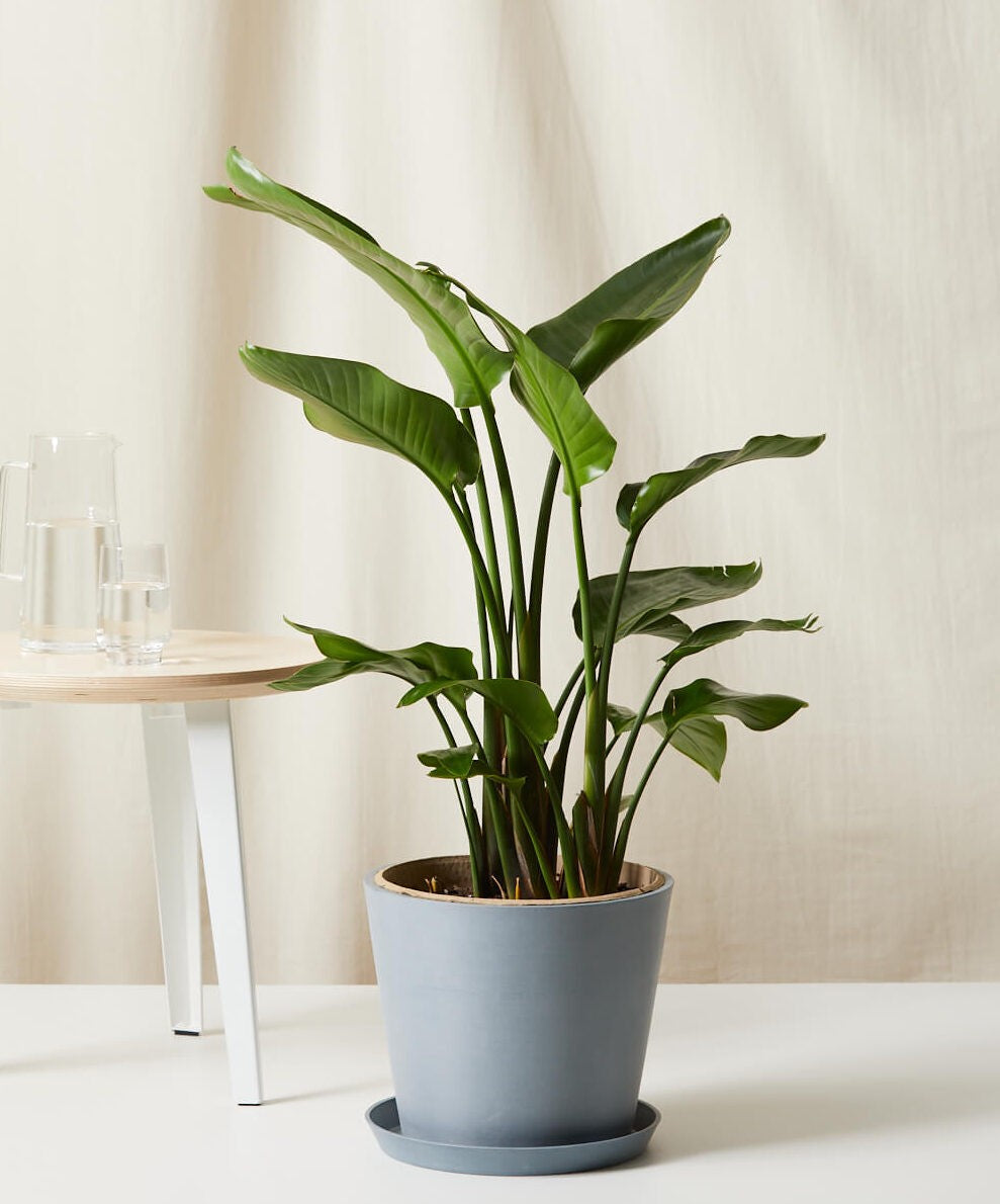 Bird of Paradise XL
