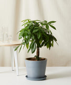 Money Tree