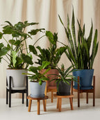 ZZ Plant