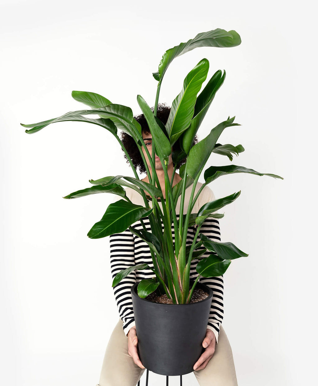 Bird of Paradise XXL