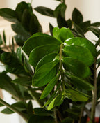 ZZ Plant