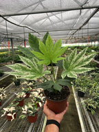 Fatsia 'Spider's Web'