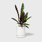 Medium Stoneware Planter