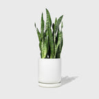 Large Stoneware Planter