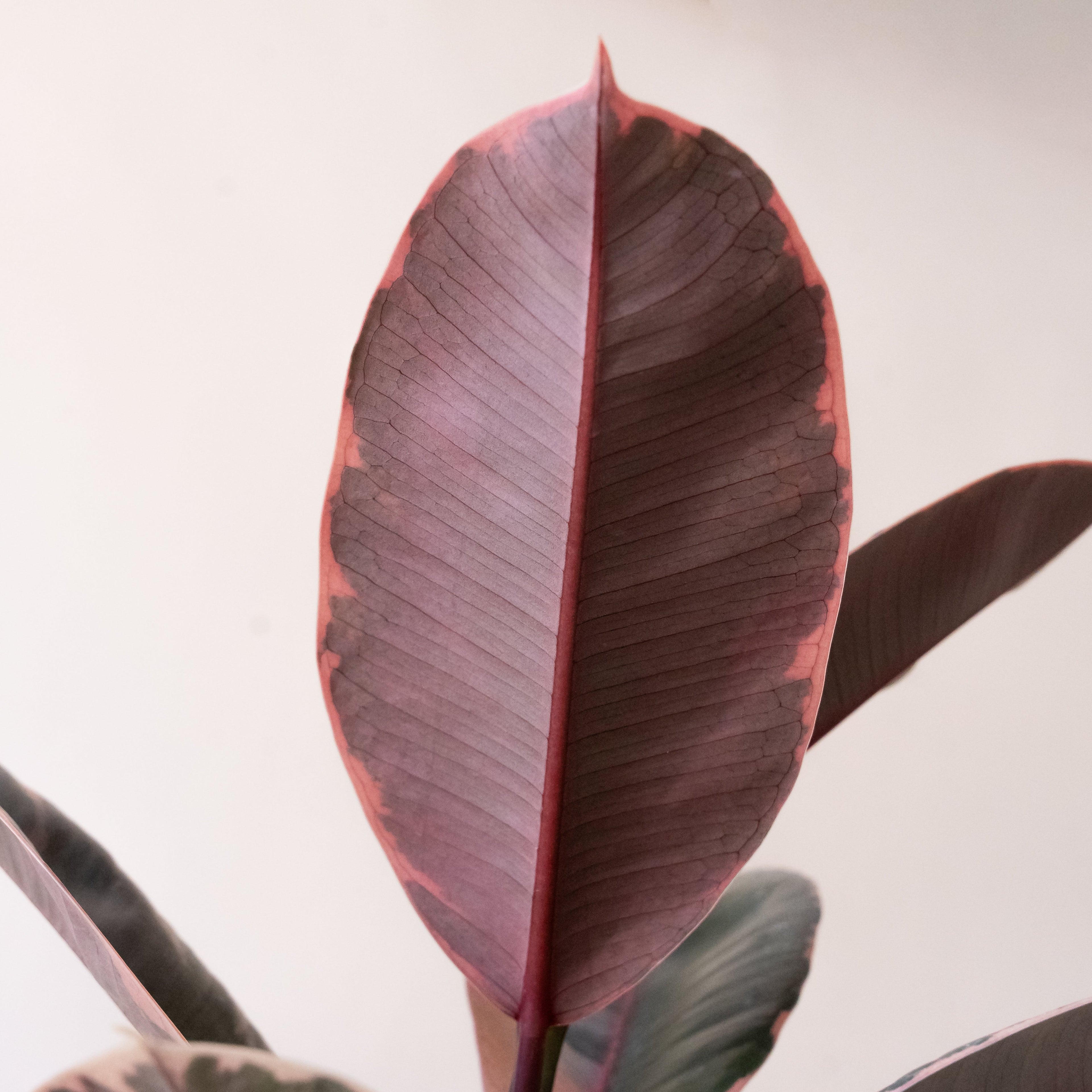Chroma® Belize