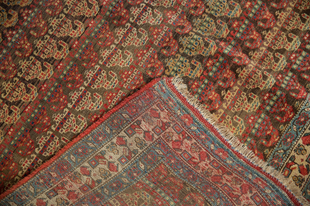 Full overhead view of Bijar carpet 5.5x9